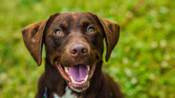 Labrador Dog smiling for a photo
