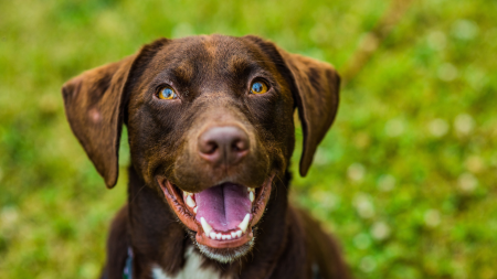 Labrador Dog smiling for a photo